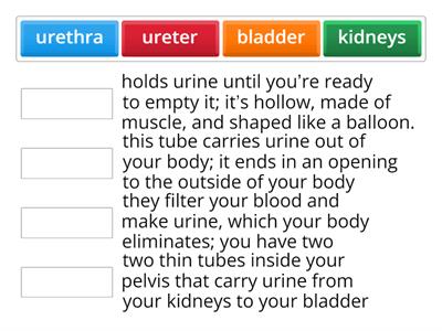 Urinary System Vocabulary 