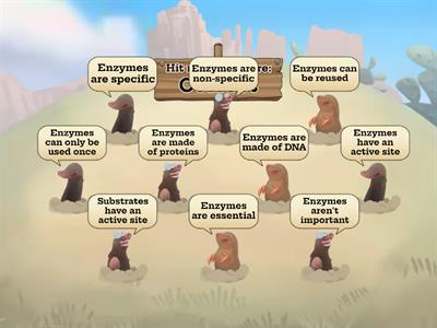 S3 Cells 2 Enzymes