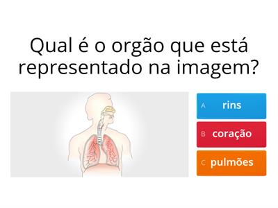  Achas que sabes  tudo sobre os principais orgãos do corpo humano?