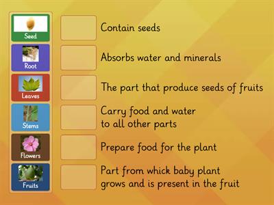 Science P.1 Parts of plants & Functions