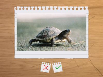 K1 WEEK 28 FLASHCARDS