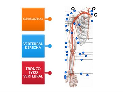 ARTERIAS MIEMBRO SUPERIOR