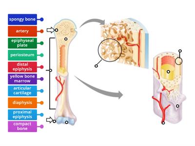 Anatomy of Long Bone