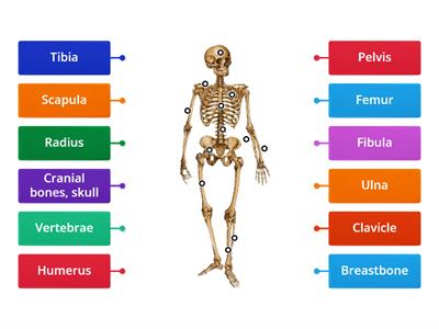  Skeleton & bones
