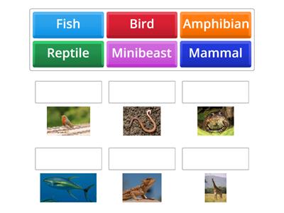 Classifying Animals