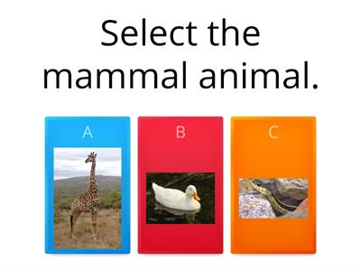 Animals 