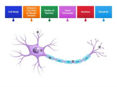 Label a Neuron