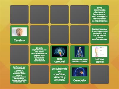 Relaciona las estructuras del SN con sus funciones