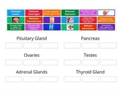 Endocrine Hormone Group Sort 