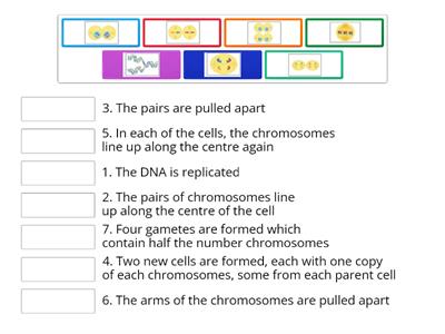Meiosis Review