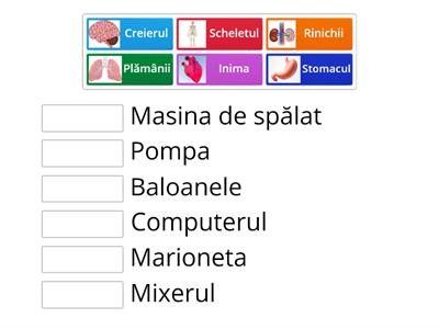 Corpul uman - Porecle