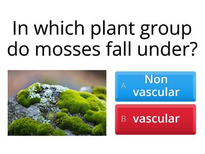 Plant Kingdom quiz 