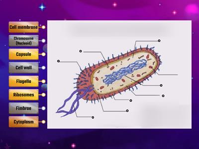 Bacteria Anatomy