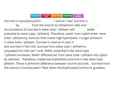 Discuss the pressure flow hypothesis of sugar on in phloem