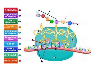 Assembling Amino Acid in Correct Sequence