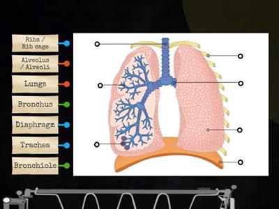 Label the lungs structure