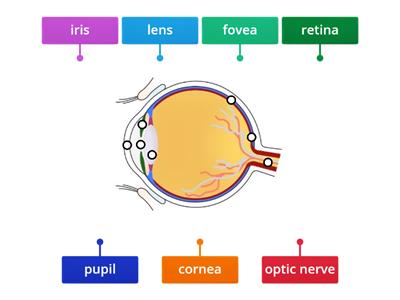 The structure of the eye 