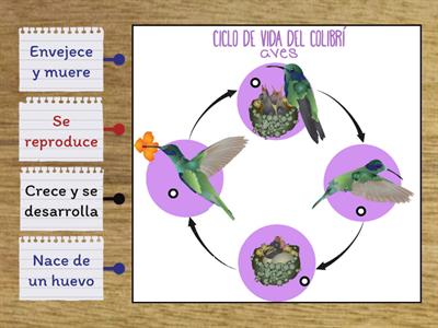Ciclo de vida del colibrí 
