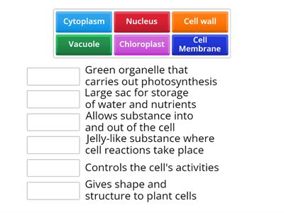 Cells wordwall