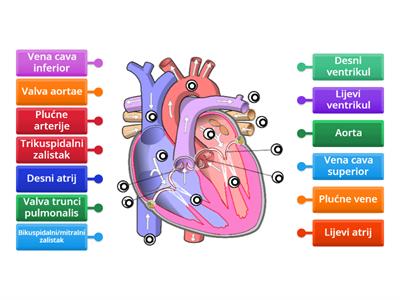 Anatomija - srce