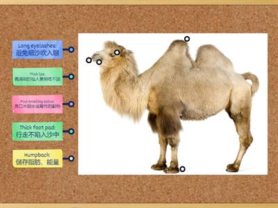 HWG3 U2 Discover Camel's Body