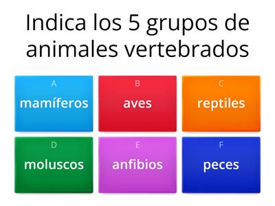 ANIMALES VERTEBRADOS: mamíferos 
