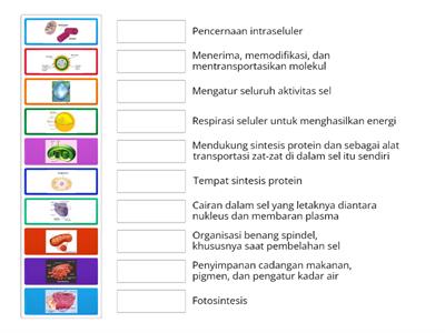 Struktur Sel dan Fungsinya