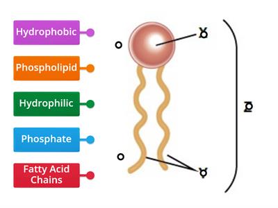 Phospholipid : Label Diagram