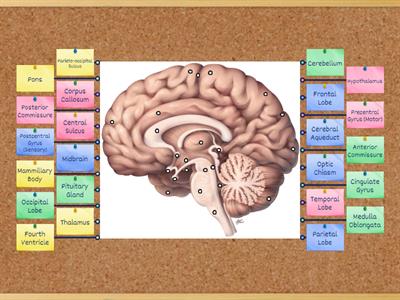 Medial Aspect of the Brain- Anatomy and Physiology II Dr.Abad's Class :)