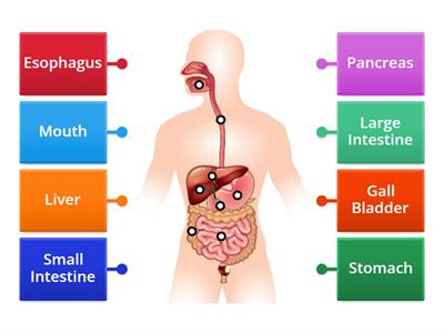 Label the Organs of the Digestive System