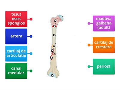 Alcatuirea unui os lung - Sistemul Locomotor (clasa a 7-a)