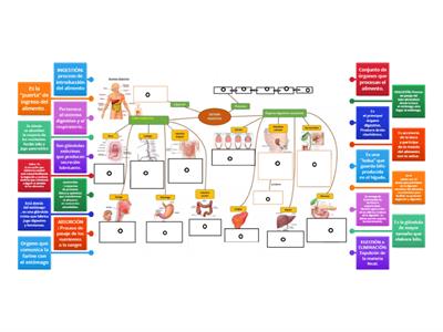 Mapa conceptual : SISTEMA DIGESTIVO 