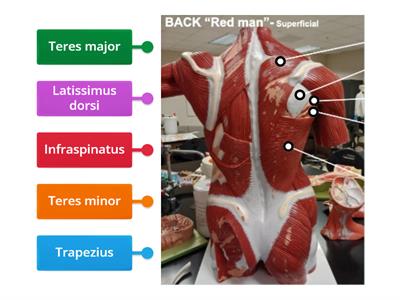 (RED) Back Muscles- Superficial