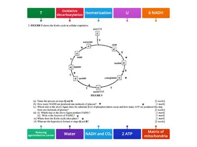 Krebs cycle 