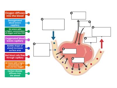 Gas exchange in the leaf - Teaching resources