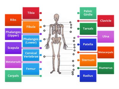 Skeleton