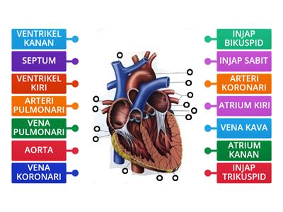 Jantung Manusia - Biologi T4 KSSM 