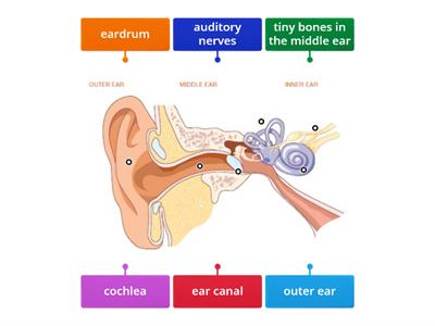 Ear Diagram Year 4