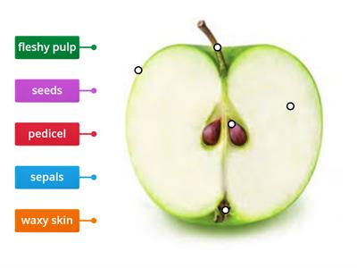 Unit 1 - Revision (Parts of the apple)