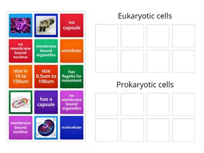 Matching Eukaryotic and Prokaryotic cells