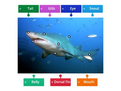 Shark Body Parts