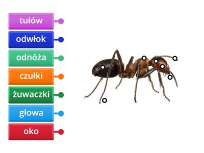 Budowa mrówki