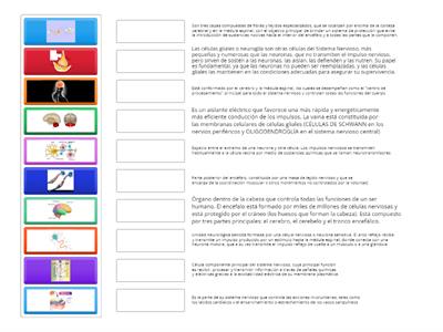 Emparejar imagen-definición Biología 3ºESO Sistema nervioso