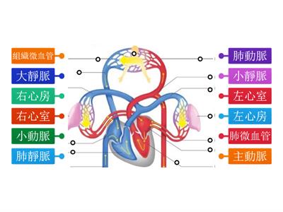 身體血液循環構造