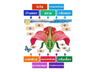 ส่วนประกอบของดอกไม้  Part  of  flower