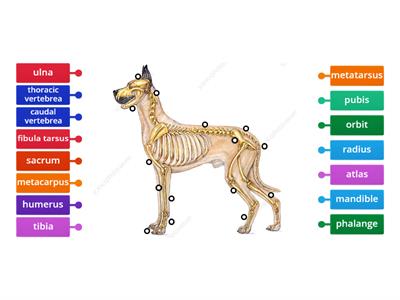 The skeletal system of a dog