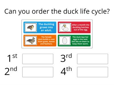The Duck Life cycle
