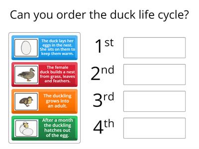 The Duck Life cycle