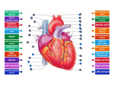 External Anatomy of the Heart