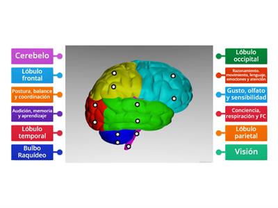 Partes del cerebro